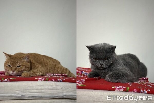 ▲。（圖／Threads@reflection.of.colombia提供，請勿隨意翻拍，以免侵權。）