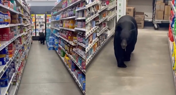 79公斤黑熊闖便利商店趴趴走　「咬傷90歲嬤和狗」被當場擊斃。（圖／翻攝自Facebook／Sean F. Clarkin）