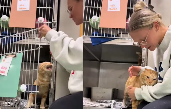 「害怕再被拋棄」收容所橘貓拒絕進鐵籠　拼命求志工心碎模樣曝。（圖／翻攝自TikTok／frangrzesik）
