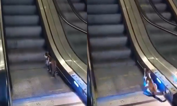 街貓走錯手扶梯方向「拼命被送回原地」　暖男出手畫面萌翻全網。（圖／翻攝自X）