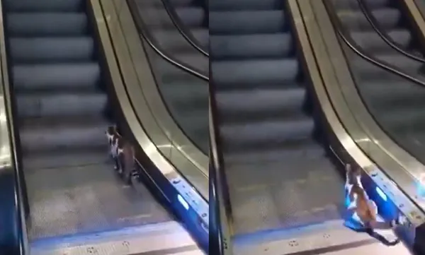 街貓走錯手扶梯方向「拼命被送回原地」　暖男出手畫面萌翻全網。（圖／翻攝自X）