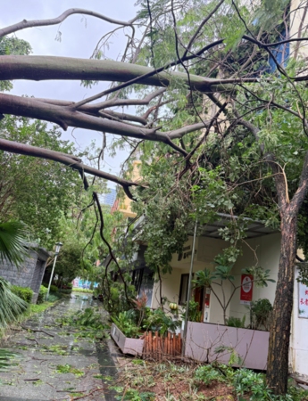 ▲▼「樺加沙」一夜吹倒深圳174棵樹。（圖／翻攝自微博）