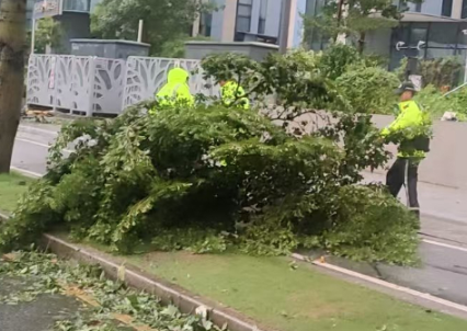 ▲▼「樺加沙」一夜吹倒深圳174棵樹。（圖／翻攝自微博）
