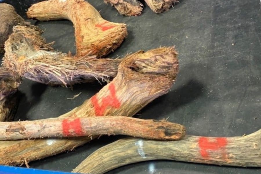 ▲▼             。（圖／翻攝自Facebook／林業及自然保育署）