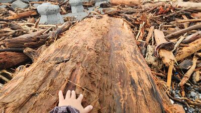 林業保育署公開「漂流木撿拾攻略」　這1種不能撿