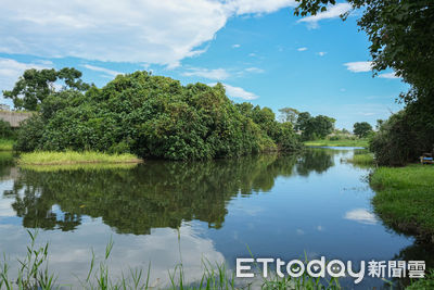 新北「鹿角溪人工濕地」藏綠色隧道、夢幻生態池 台灣欒樹正轉黃