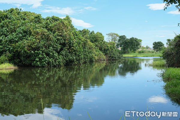 ▲新北市樹林區「鹿角溪人工濕地」,鹿角溪人工濕地。（圖／記者彭懷玉攝）
