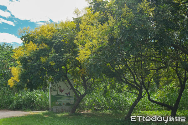 ▲新北市樹林區「鹿角溪人工濕地」,鹿角溪人工濕地。（圖／記者彭懷玉攝）