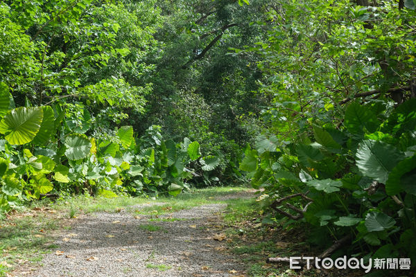 ▲新北市樹林區「鹿角溪人工濕地」,鹿角溪人工濕地。（圖／記者彭懷玉攝）