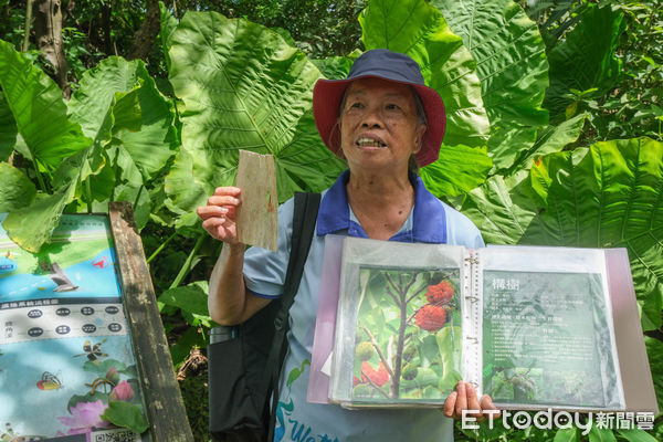 ▲新北市樹林區「鹿角溪人工濕地」,鹿角溪人工濕地。（圖／記者彭懷玉攝）
