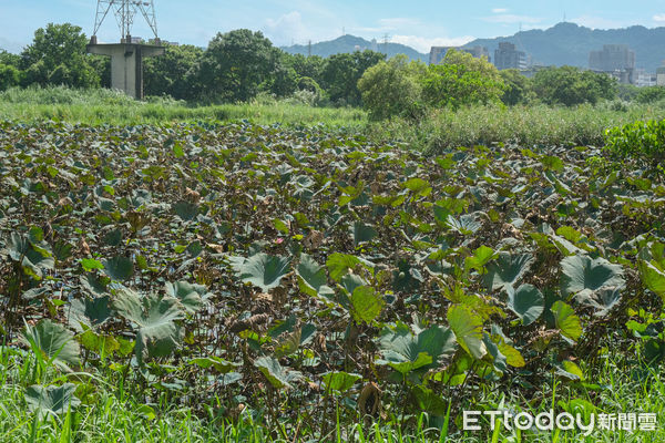 ▲新北市樹林區「鹿角溪人工濕地」,鹿角溪人工濕地。（圖／記者彭懷玉攝）