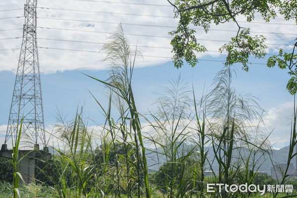 ▲新北市樹林區「鹿角溪人工濕地」,鹿角溪人工濕地。（圖／記者彭懷玉攝）