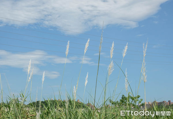 ▲新北市樹林區「鹿角溪人工濕地」,鹿角溪人工濕地。（圖／記者彭懷玉攝）