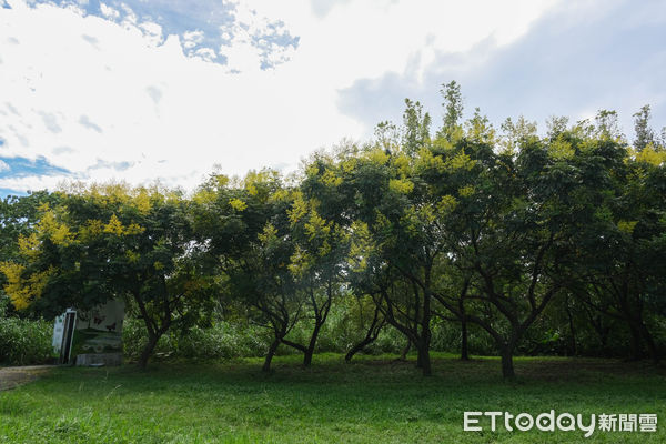 ▲新北市樹林區「鹿角溪人工濕地」,鹿角溪人工濕地。（圖／記者彭懷玉攝）