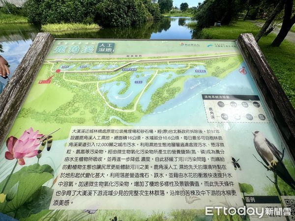 ▲新北市樹林區「鹿角溪人工濕地」,鹿角溪人工濕地。（圖／記者彭懷玉攝）