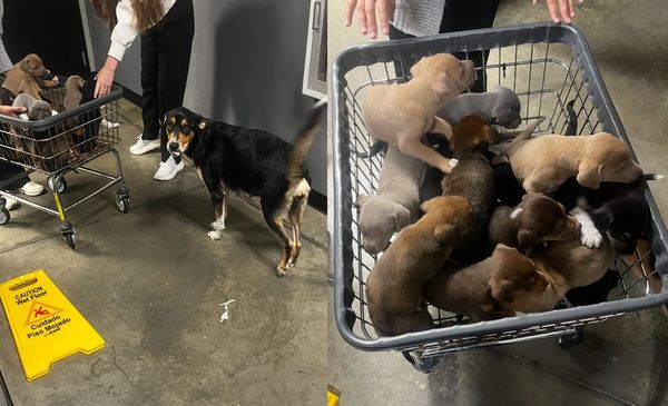 收容所13隻小狗逃出　志工發現「狗媽半夜開門」傻：想和孩子玩。（圖／翻攝自Facebook／Greenville Humane Society）