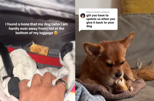 女出差打開行李箱　「發現吉娃娃藏的禮物」感動爆哭：好想狗狗。（圖／翻攝自TikTok／leeeyly）