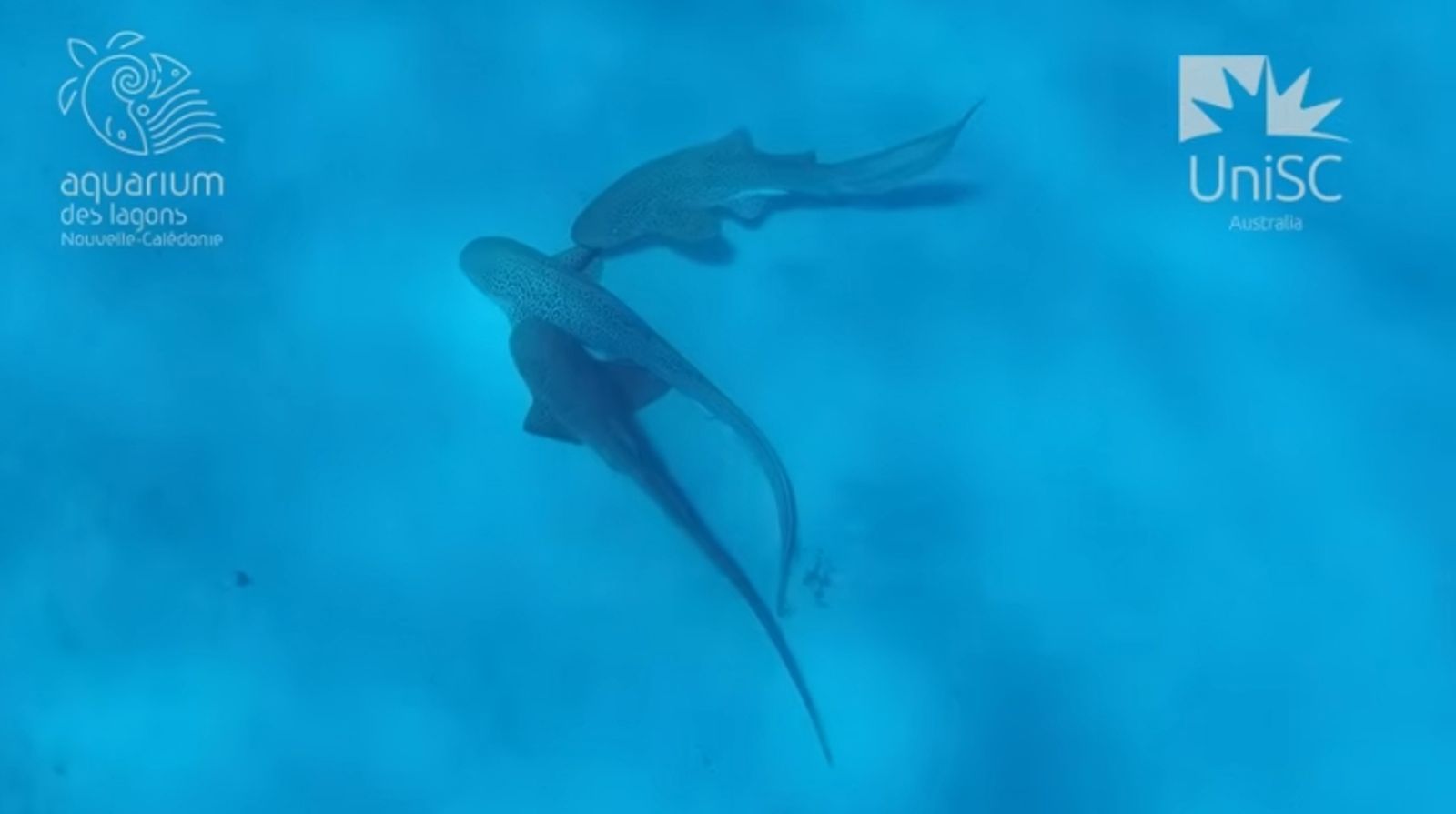 體內儲存精子可達數年！「1后戰2王」多魚運動首度曝光　速度快到連科學家都驚嘆