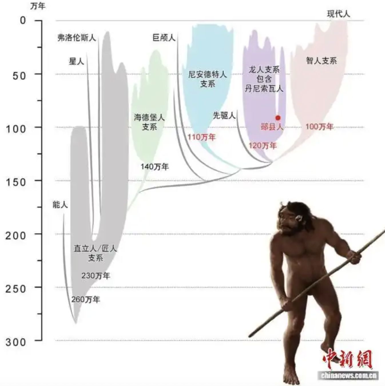 ▲研究揭示的人属系统演化树。 （图/翻摄中新网）