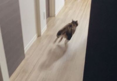 三花點驅蟲藥變「飛奔殘影」　奴才每次都暫時失去主子的信任