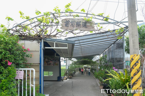 ▲路葡萄隧道休閒農場,路葡萄隧道。（圖／記者彭懷玉攝）