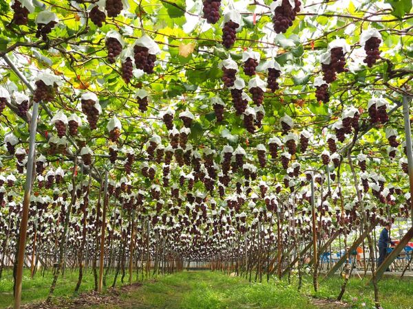 ▲路葡萄隧道 (酒莊) 盛果時的景況。（圖／翻攝自Facebook／路葡萄隧道 (酒莊) ）