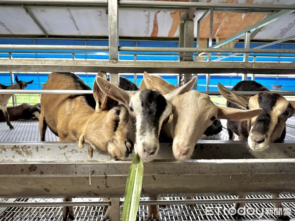▲乙木羊牧場共飼養200多頭泌乳羊，為阿爾拜因(Alpine)及撒能(Saanen)兩個品種。（圖／記者彭懷玉攝）