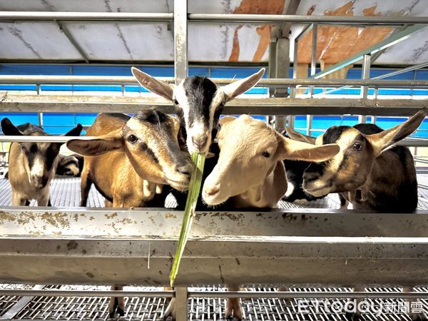 ▲乙木羊牧場共飼養200多頭泌乳羊，為阿爾拜因(Alpine)及撒能(Saanen)兩個品種。（圖／記者彭懷玉攝）