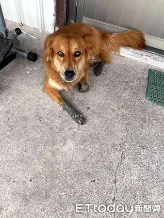 獲救狗狗米樂。（圖／飼主賴安古提供）