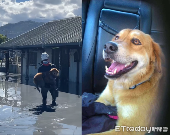 獲救狗狗米樂。（圖／飼主賴安古提供）