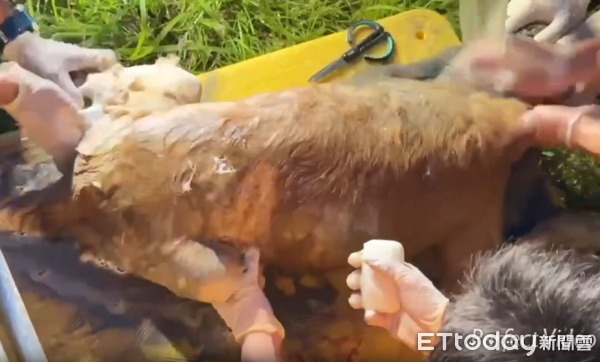 ▲高雄特搜救援深陷泥巴狗狗。（圖／翻攝自Theads@kaohsiung_city）