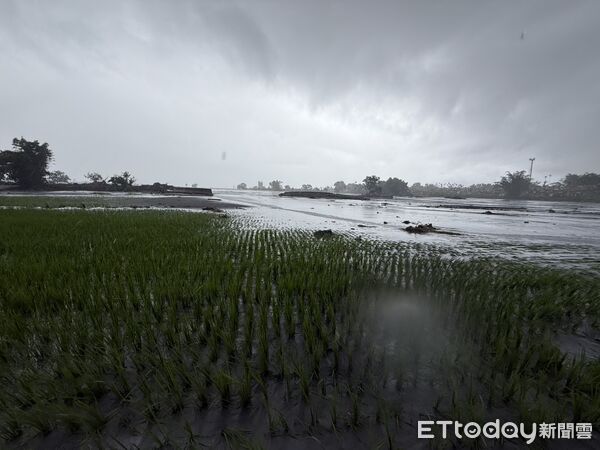 ▲▼農業處會同花蓮區農業改良場及農糧署東區分署進行現勘，爭取全品項救助。（圖／花蓮縣政府提供，下同）