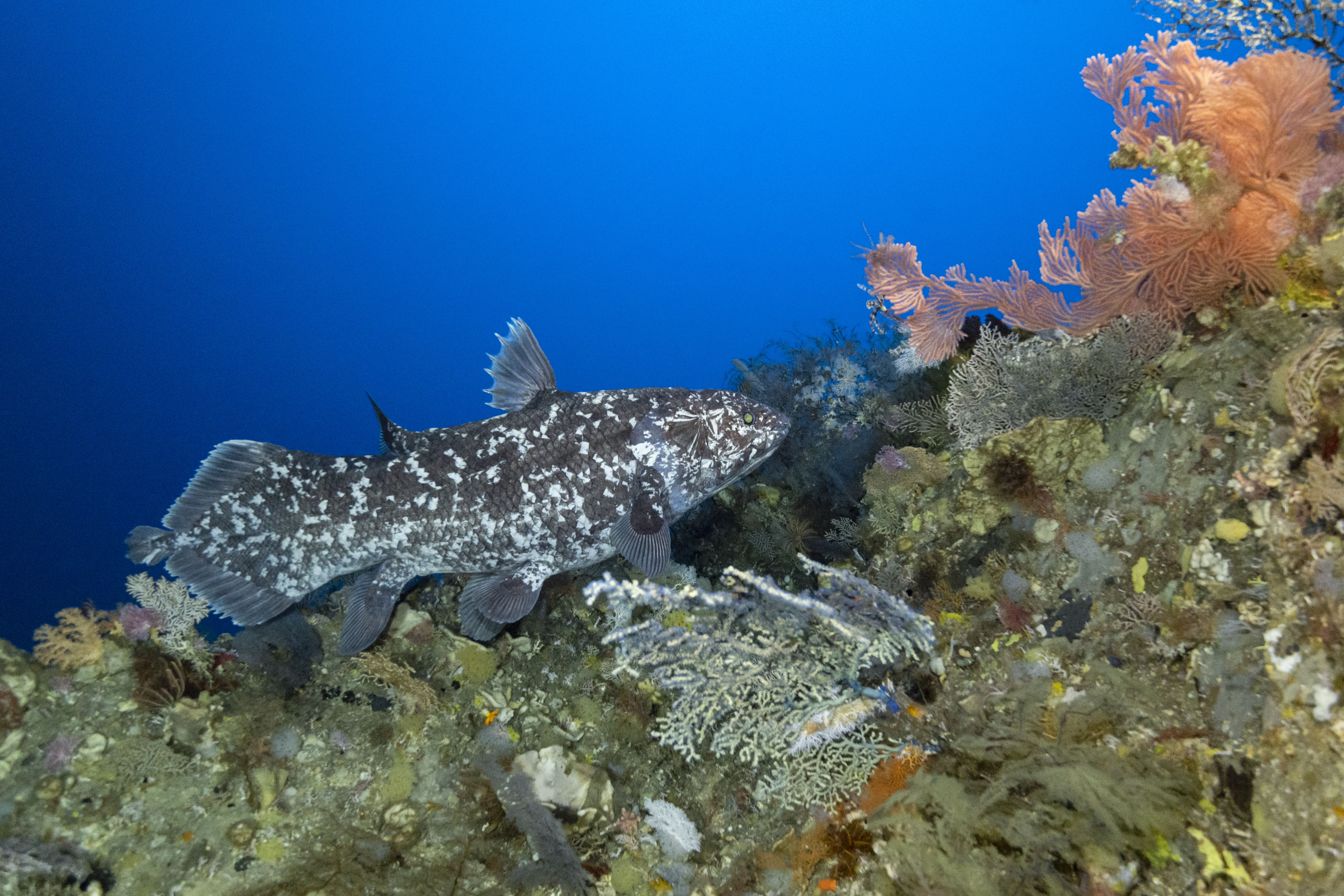 ▲▼Rolex,Blancpain             。（圖／公關照）