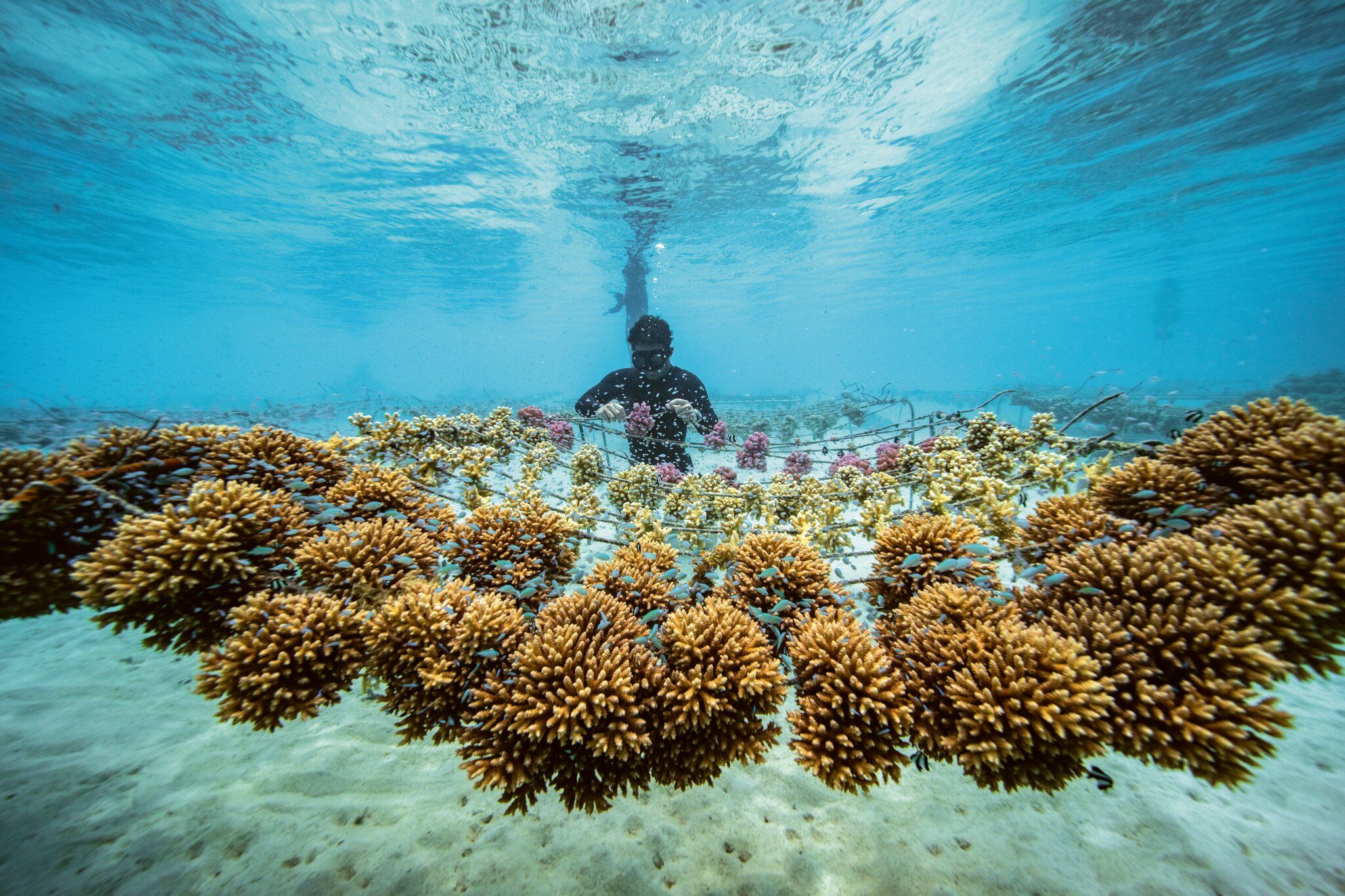 ▲▼Rolex,Blancpain             。（圖／公關照）