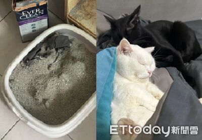 二貓「偷內褲裹粉」埋砂盆 爸洗完澡氣笑:沒被打過是不是