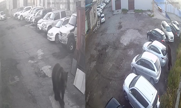 野生熊闖市區殺人　84歲慢跑嬤被「撕頭皮慘死」12歲童裝死保命。（圖／翻攝自Telegram）