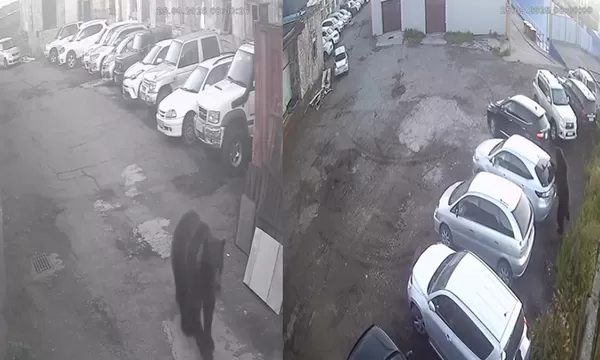 野生熊闖市區殺人　84歲慢跑嬤被「撕頭皮慘死」12歲童裝死保命。（圖／翻攝自Telegram）