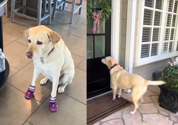 專情拉拉天天拜訪女鄰居家　獲「專屬門鈴」搖尾乖乖等門萌翻網。（圖／翻攝自TikTok／emmythelabofficial）