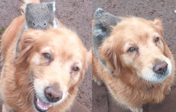 無尾熊寶寶墜樹「緊抱溫柔阿金求救」　可愛畫面網讚：最棒狗媽。（圖／翻攝自Facebook／Steve Lamplough）