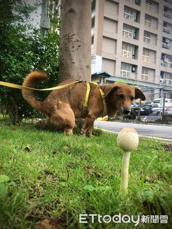 ▲。（圖／有點毛毛的／陳翊仟提供）