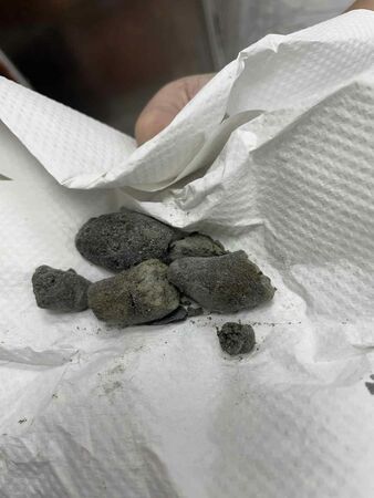 光復獲救泥巴狗黑龍。（圖／樂悠動物醫院提供）