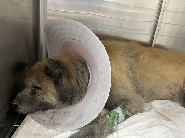 光復獲救泥巴狗黑龍。（圖／樂悠動物醫院提供）