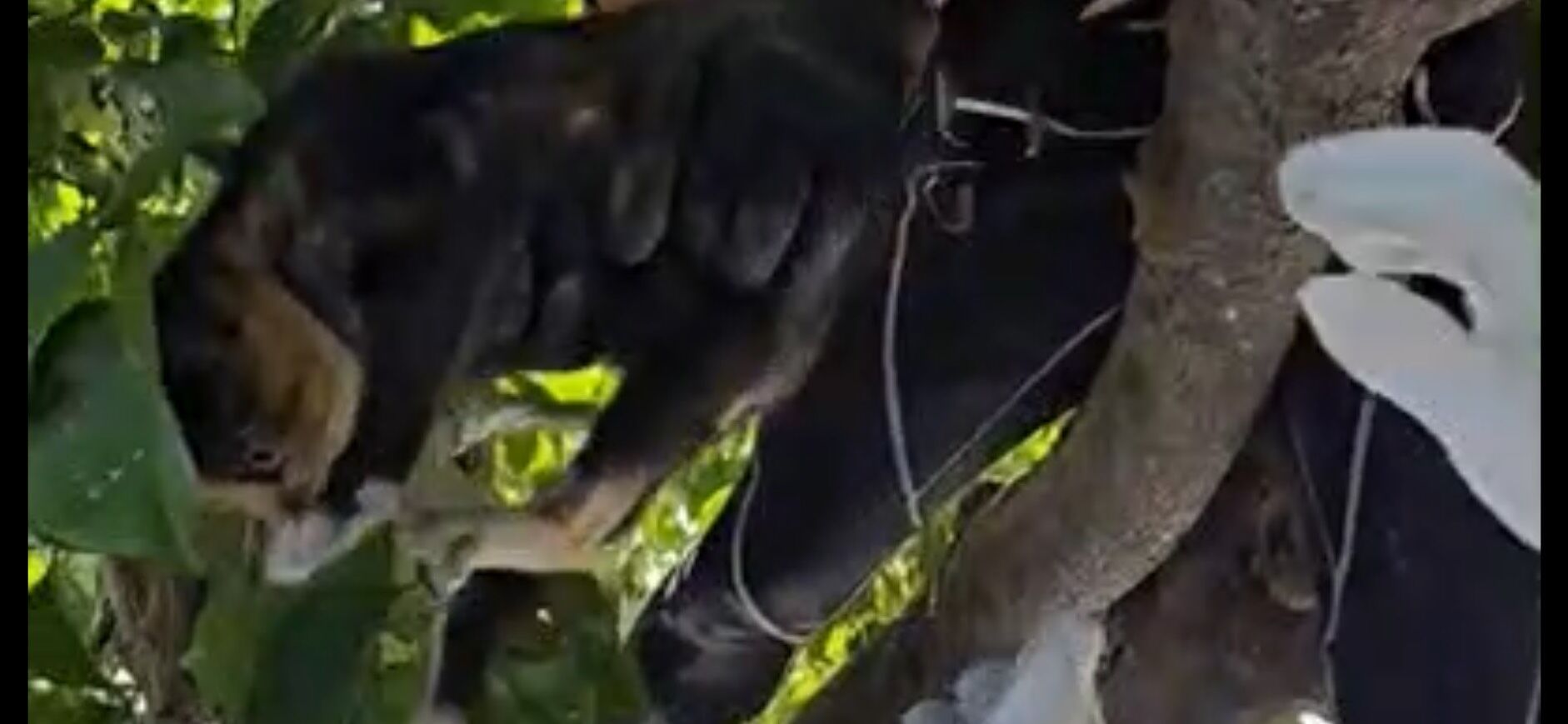 ▲▼花蓮消防局特搜隊從躲在樹上的小花貓安全救下送醫。（圖／記者王兆麟翻攝，下同）