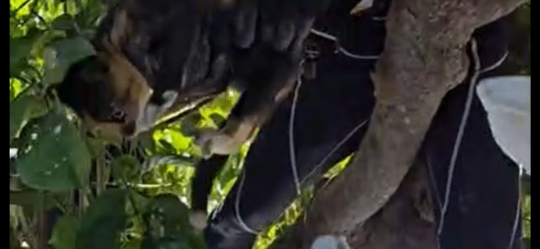 ▲▼花蓮消防局特搜隊從躲在樹上的小花貓安全救下送醫。（圖／記者王兆麟翻攝，下同）