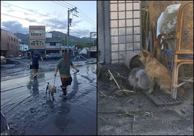 花蓮民宿救助災區貓狗　求助「急需籠子隔離受驚毛孩」
