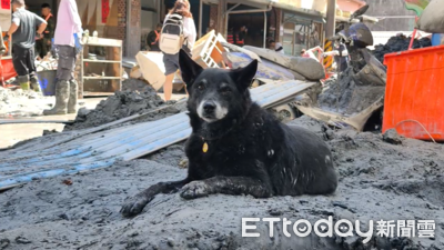 趕4犬上樓避難…光復阿嬤遭洪水沖走亡！黑狗Money守家門等她回來