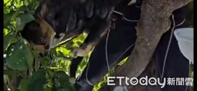 馬太鞍災區小花貓渾身泥漿樹上「發抖喵喵叫」　受困多日終獲救