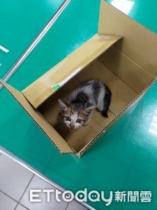喵星人困引擎室嚇壞狂叫!高雄警播貓片救出牠 還幫找到貓奴