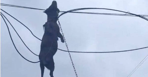 廣西居民飼養的獵犬在颱風夜被帳篷連同吹走,隔日發現吊掛在電線上身亡。(圖/翻攝自微博, 都市快報 )