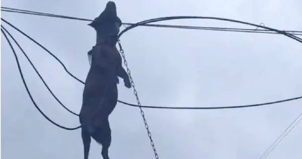 廣西居民飼養的獵犬在颱風夜被帳篷連同吹走，隔日發現吊掛在電線上身亡。（圖／翻攝自微博， 都市快報 ）